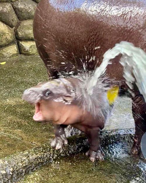 侏儒表情包,趣味横生的网络文化现象